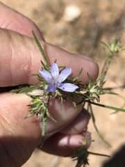 Eriastrum eremicum eremicum