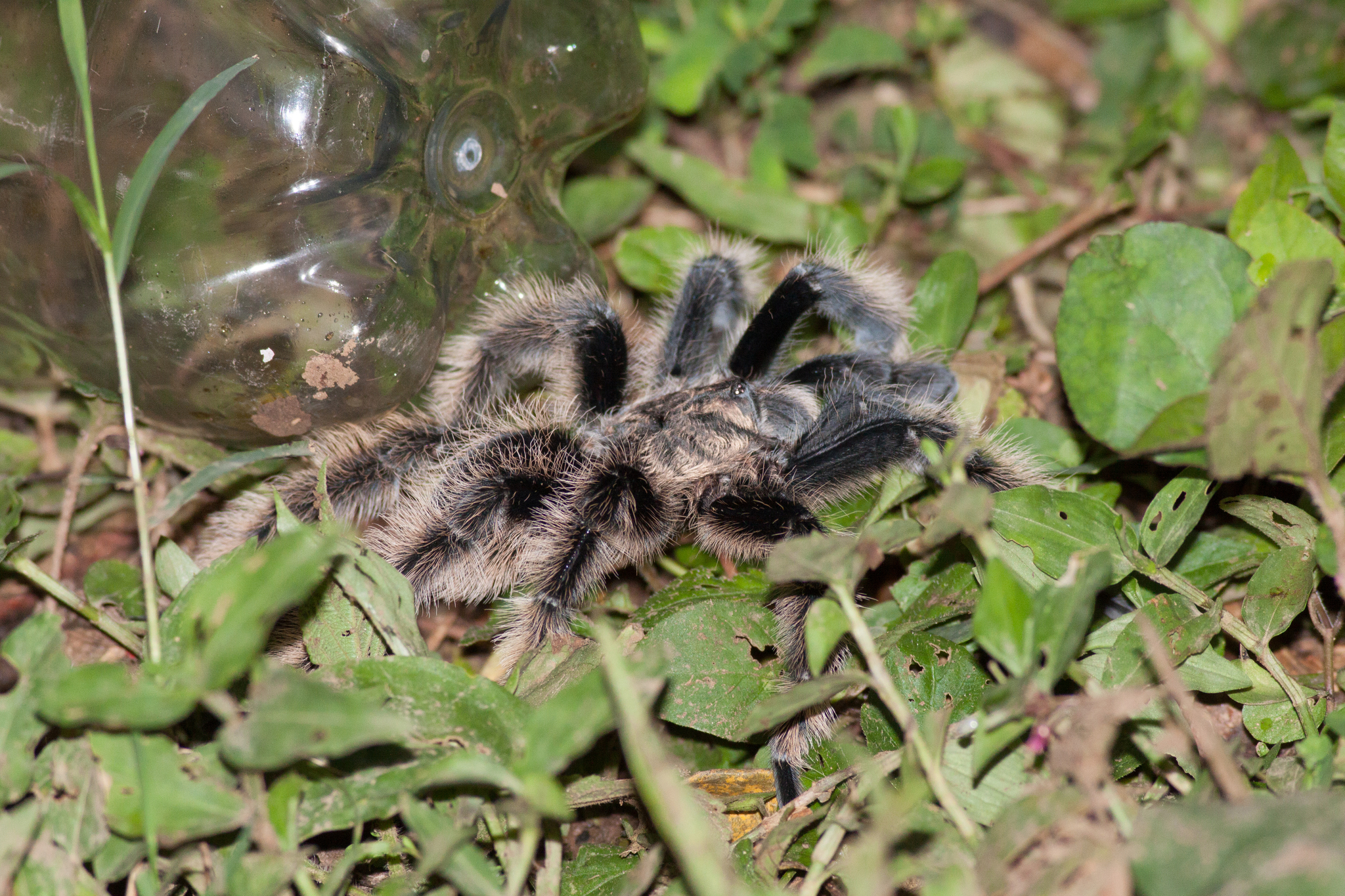 Tarántula enchinada (Tliltocatl albopilosus) · iNaturalist