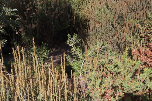 Image of Melaleuca densa by (c) Tony Rebelo, some rights reserved (CC BY-SA)