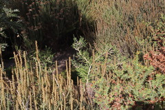 Melaleuca densa