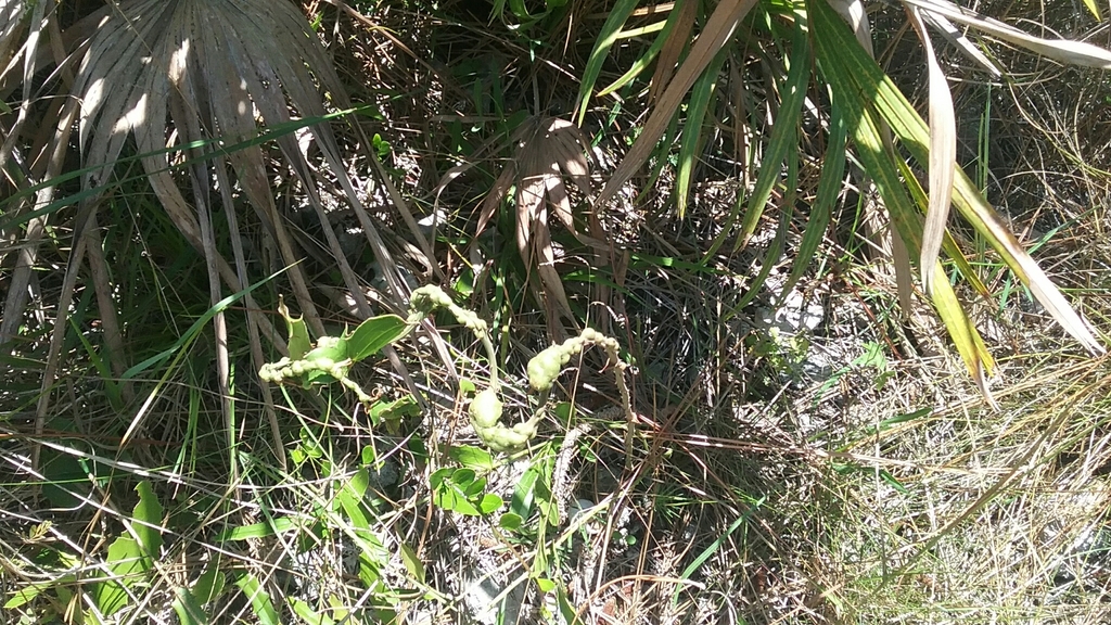 Aprostocetus smilax