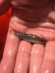 Fundulus lineolatus
