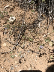 Eriastrum eremicum eremicum