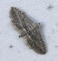 Araeopteron canescens