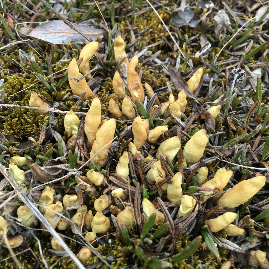 Arctic Butterfingers Lichen (Lichens &amp; Fungi of Wapusk National Park ...