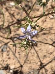 Eriastrum eremicum eremicum