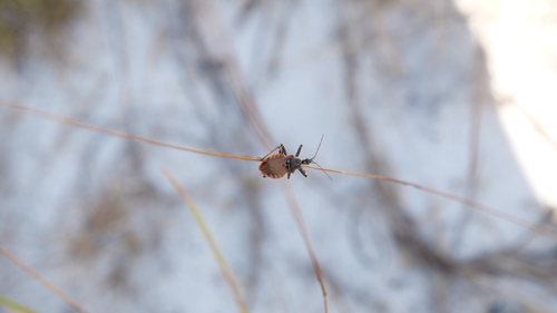 Florida Bee Assassin photo 3
