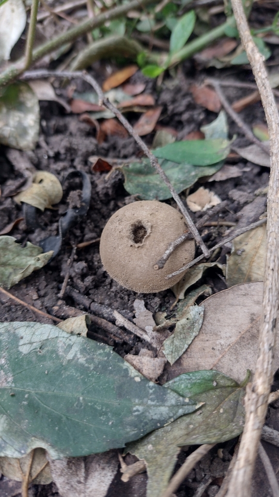 Lycoperdon umbrinum