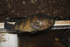Cirrhitus rivulatus