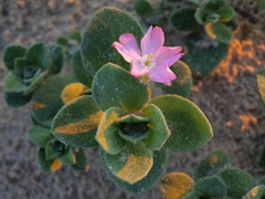 Silene succulenta