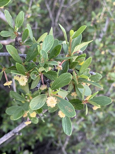 Cercocarpus breviflorus, photograph 5
