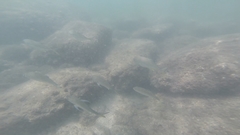 Caranx sexfasciatus