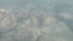 Caranx sexfasciatus