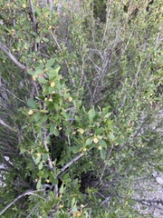 Cercocarpus breviflorus, photograph CK2AZ, CC BY, iNaturalist via GBIF