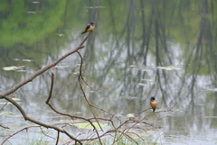 Hirundo rustica erythrogaster