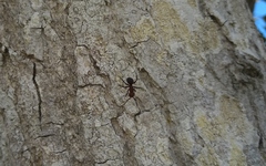 Camponotus rectangularis