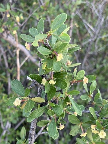 Cercocarpus breviflorus, photograph 4