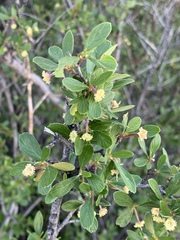 Cercocarpus breviflorus, photograph CK2AZ, CC BY, iNaturalist via GBIF