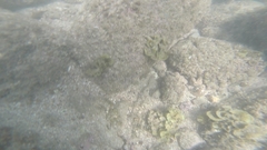 Padina durvillei