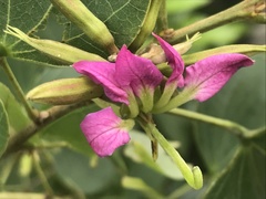 Bauhinia macranthera
