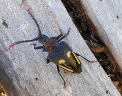 Calocomus desmarestii