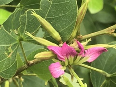Bauhinia macranthera