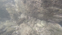 Halichoeres notospilus