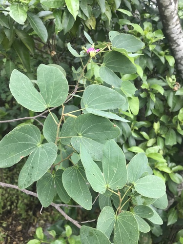 Image of Bauhinia macranthera by (c) Adriana Nelly Correa Sandoval, some rights reserved (CC BY)