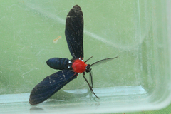 Psoloptera thoracica image