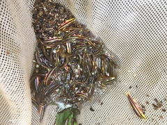 Notropis lutipinnis