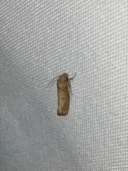 Acrolophus forbesi