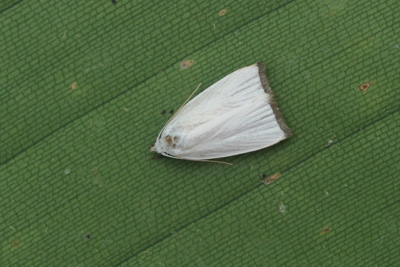 Stenoma leucana