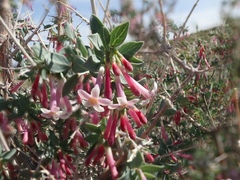 Symphoricarpos longiflorus