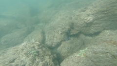 Stegastes rectifraenum