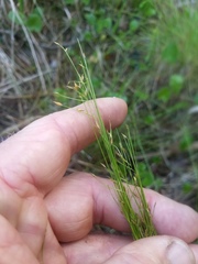 Rhynchospora oligantha