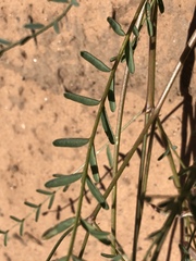 Astragalus remotus
