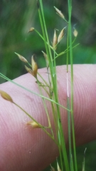 Rhynchospora oligantha