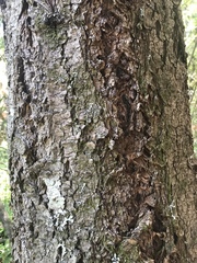 Pseudotsuga