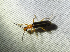 Podabrus brunnicollis