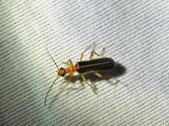 Podabrus brunnicollis