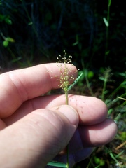 Dichanthelium longiligulatum