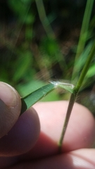 Dichanthelium longiligulatum