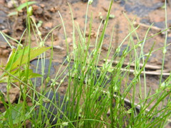 Isolepis carinata