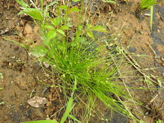 Isolepis carinata