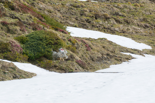 Alpine Marmot photographed in Liechtenstein
