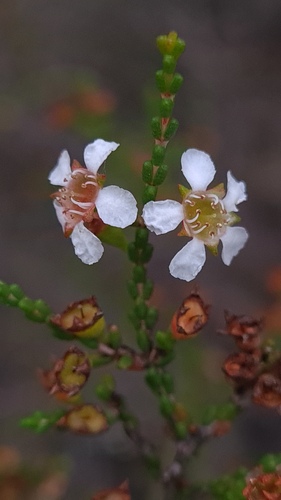 Baeckea brevifolia (Rudge) DC.