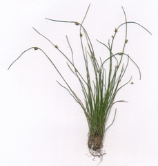 Isolepis carinata