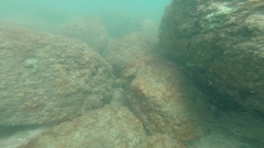 Stegastes rectifraenum