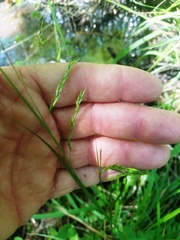 Carex debilis
