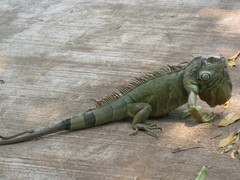 Iguana iguana